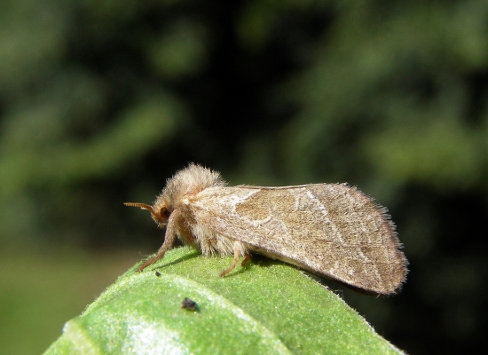 hrotokrídlovec šalátový