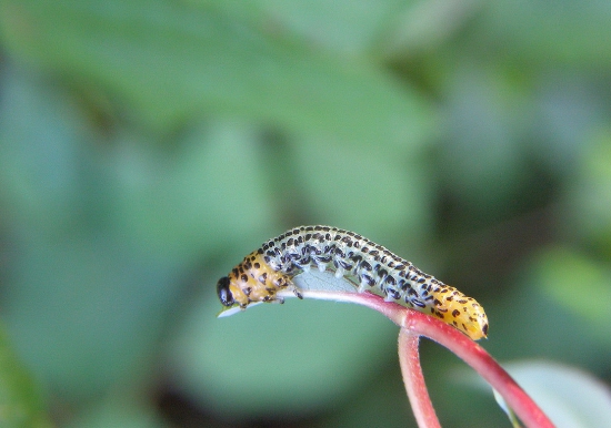 piliarka..Nematus salicis