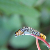 piliarka..Nematus salicis