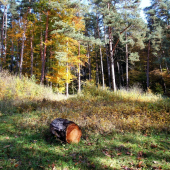 odkotúlaný