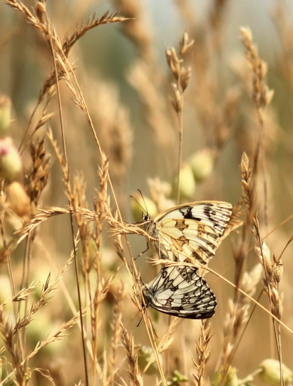 očkáň timotejkový