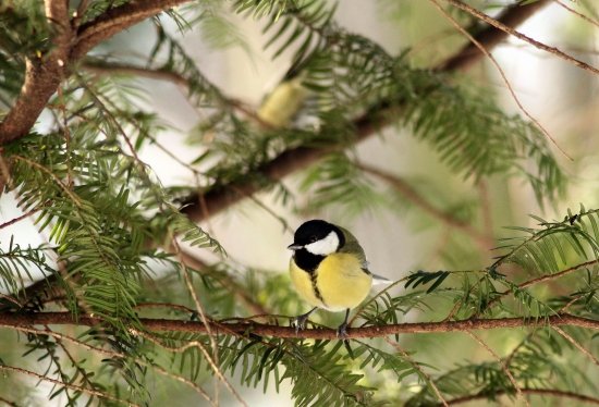 sýkorka bielolíca-Parus major