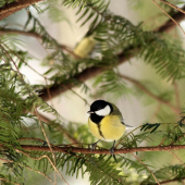 sýkorka bielolíca-Parus major