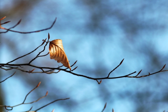 jediný na konáriku
