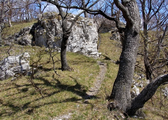 v strážovských lesoch