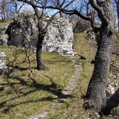 v strážovských lesoch