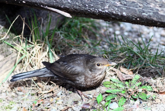 drozd čierny-Turdus merula