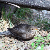 drozd čierny-Turdus merula