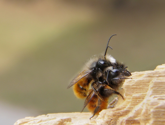 včela samotárka