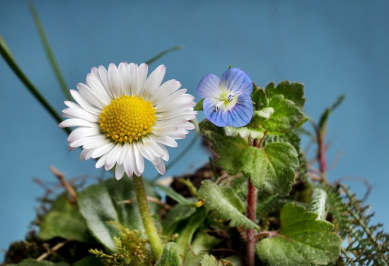 sedmokráska obyčajná