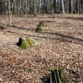 pníky