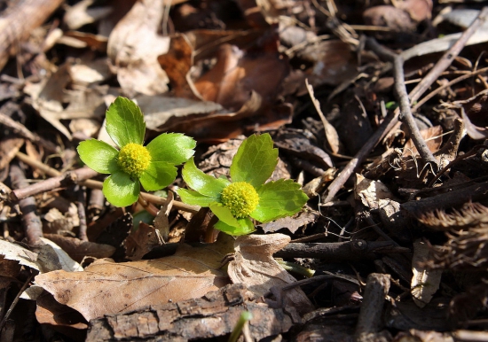 hviezdnatec čemericový