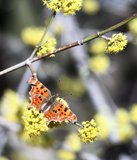 babôčka zubatokrídla