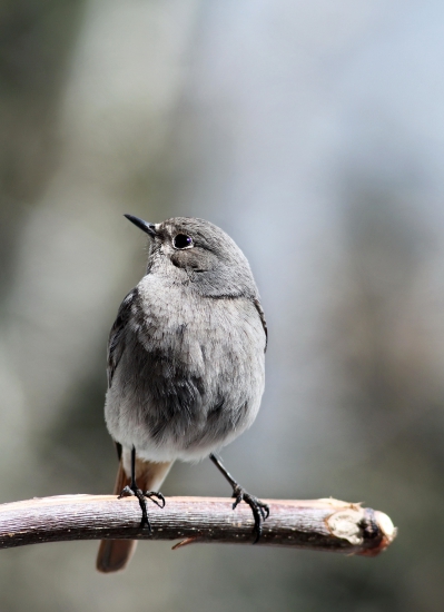 Phoenicurus ochruros