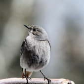 Phoenicurus ochruros