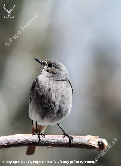 Phoenicurus ochruros