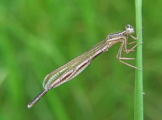 šidielko ploskonohé