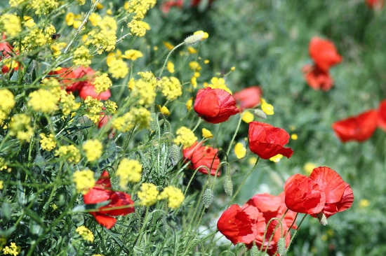 popri vlčích makov