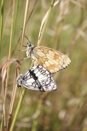 očkáň timotejkový