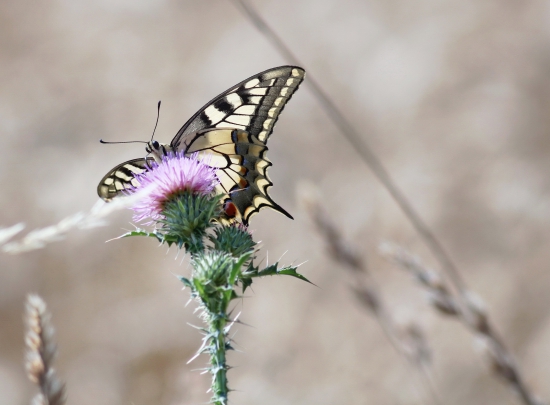 vidlochvost feniklový