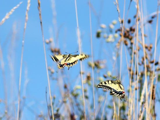 vidlochvost feniklový