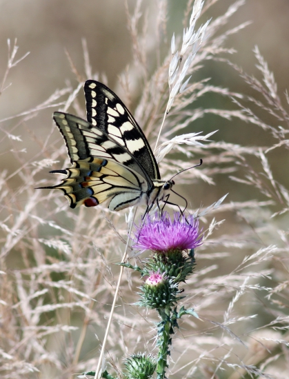 vidlochvost feniklový