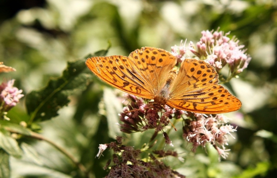 perlovec striebristopásy