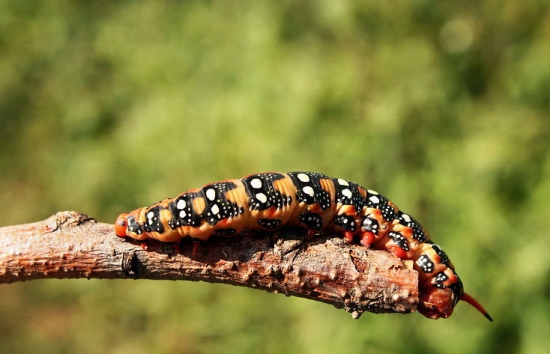 lišaj mliečnikový