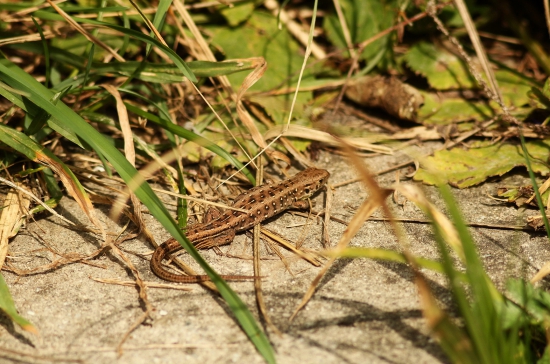 jašterica krátkohlavá