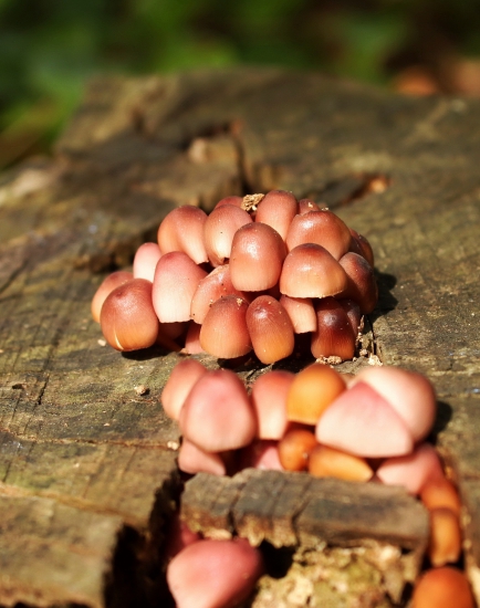 prilbička žltohlúbikova