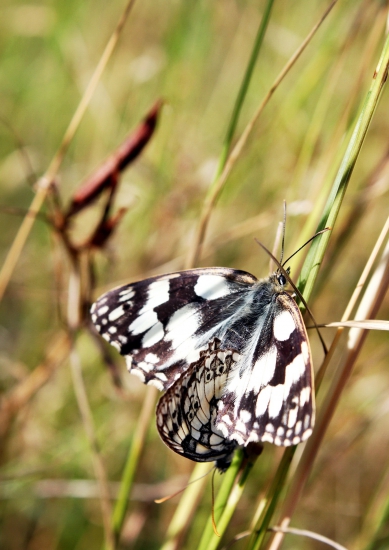letná láska v tráve