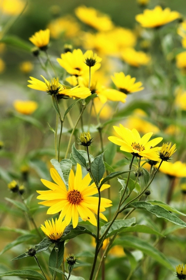 slnečnica hľuznatá