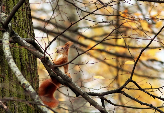 veverička stromová