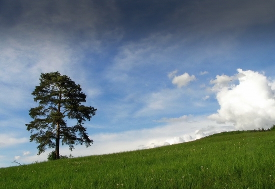 Borovica