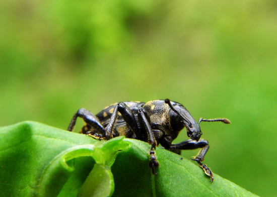 Tvrdoň deväťsilový