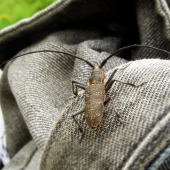 Monochamus galloprovincialis