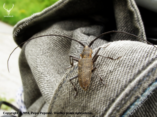 Monochamus galloprovincialis