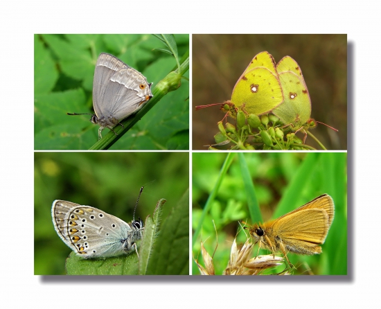 letci našich lúk a hôr