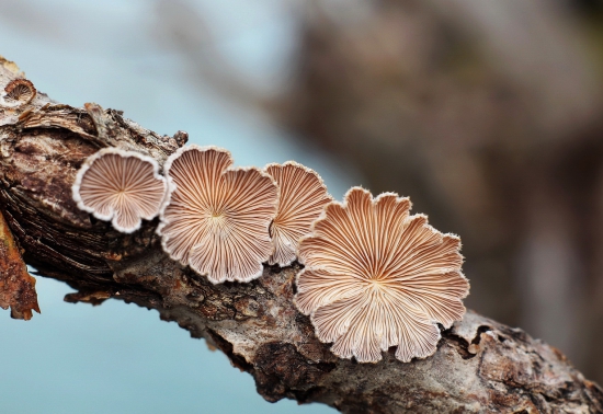 Klanolupeňovka obyčajná