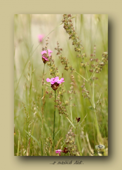 klinček kartuziánsky