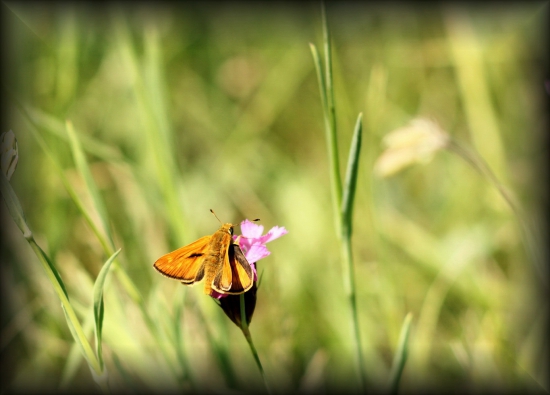 ranná hostina na kvete