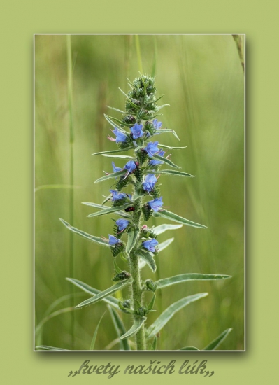 Echium vulgare