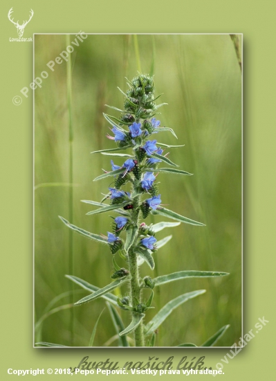 Echium vulgare