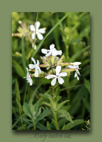 Saponaria officinalis