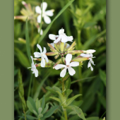 Saponaria officinalis