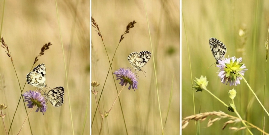 očkáň timotejkový