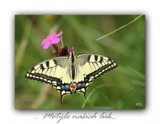 vidlochvost feniklový