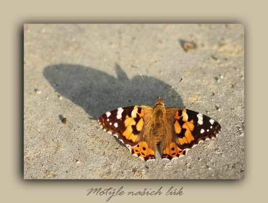 babôčka bodliakova