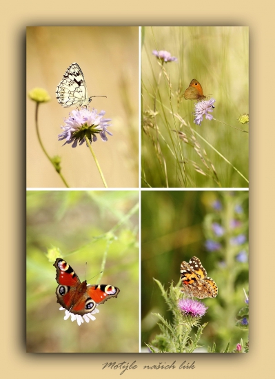 naše motýle