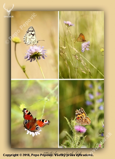 naše motýle